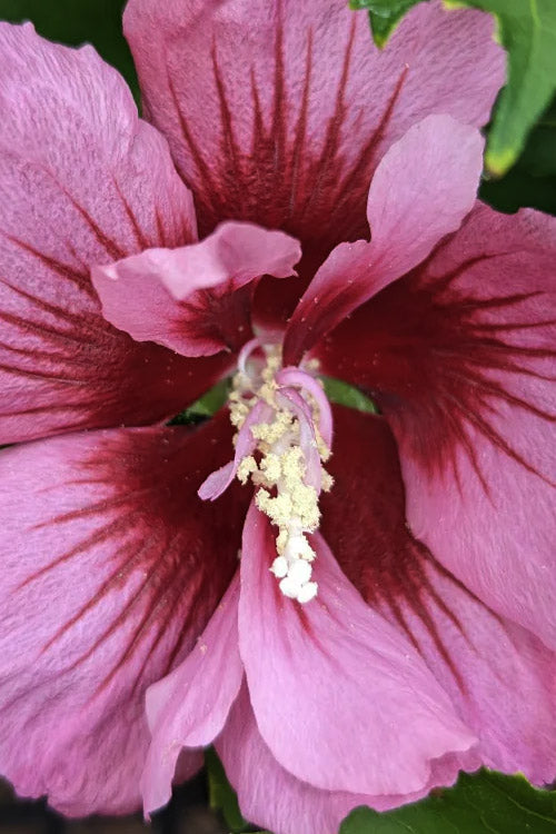  Red Pillar Rose Of Sharon - 3 Gallon Pot