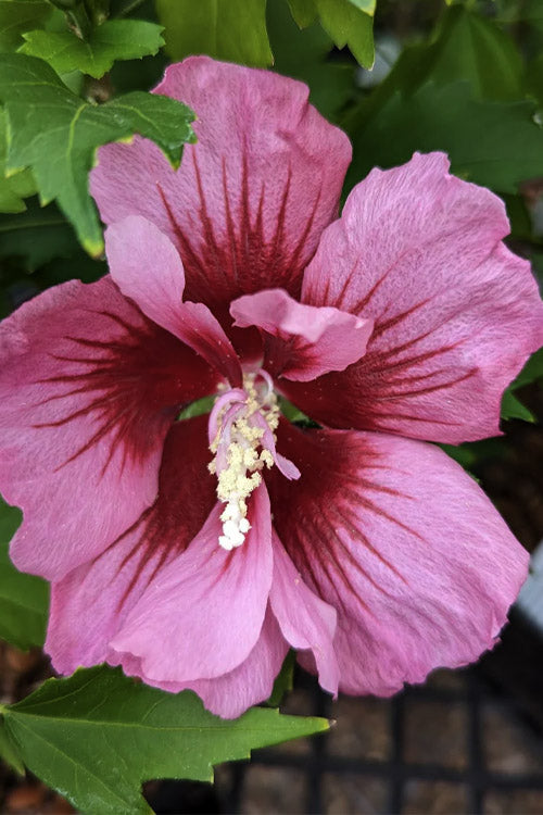  Red Pillar Rose Of Sharon - 3 Gallon Pot