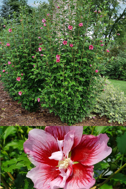  Red Pillar Rose Of Sharon - 3 Gallon Pot