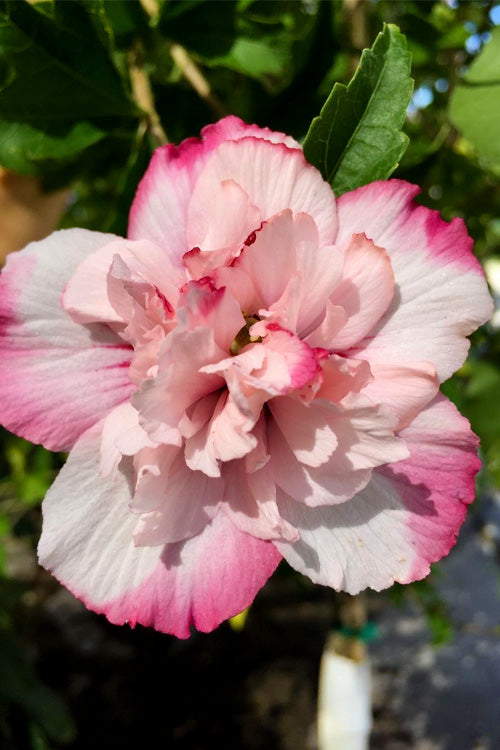  Danica Rose Of Sharon - 1 Gallon Pot