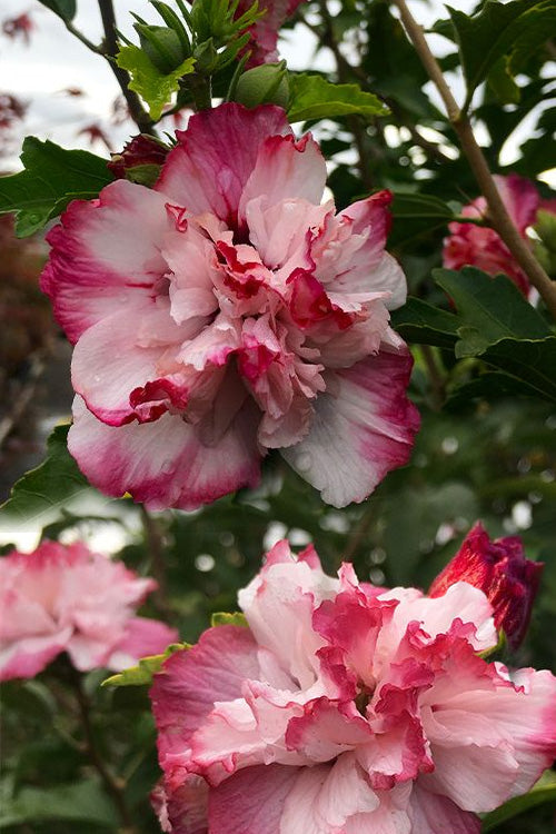  Danica Rose Of Sharon - 1 Gallon Pot