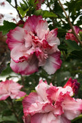  Danica Rose Of Sharon - 1 Gallon Pot