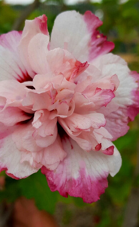  Danica Rose Of Sharon - 1 Gallon Pot