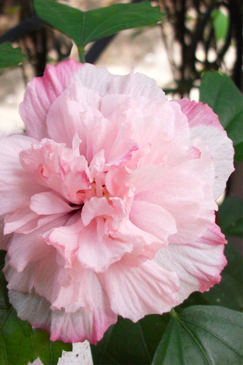  Danica Rose Of Sharon - 1 Gallon Pot