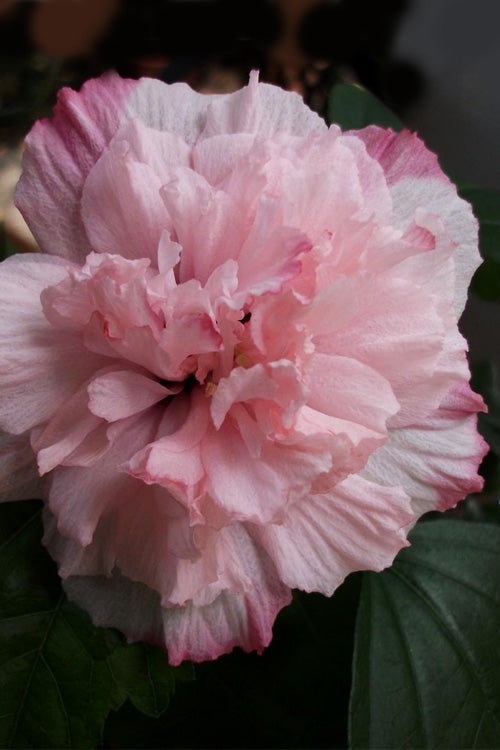  Danica Rose Of Sharon - 1 Gallon Pot