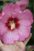  Ruffled Satin Rose Of Sharon (Hibsicus Syriacus) - 2 Gallon Pot