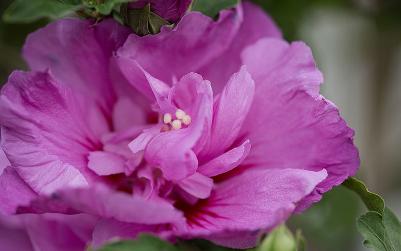  Tahiti Hibiscus (Althea / Rose Of Sharon) - 5 Gallon Pot