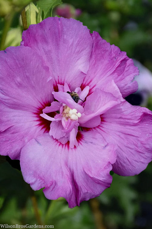  Tahiti Hibiscus (Rose Of Sharon) - 1 Gallon Pot