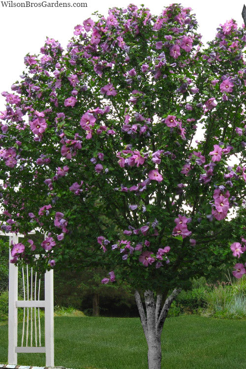  Violet Satin Rose Of Sharon (Hibiscus / Althea) - 3 Gallon Pot