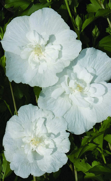  White Chiffon Rose Of Sharon (Hibiscus Syriacus) - 2 Gallon Pot