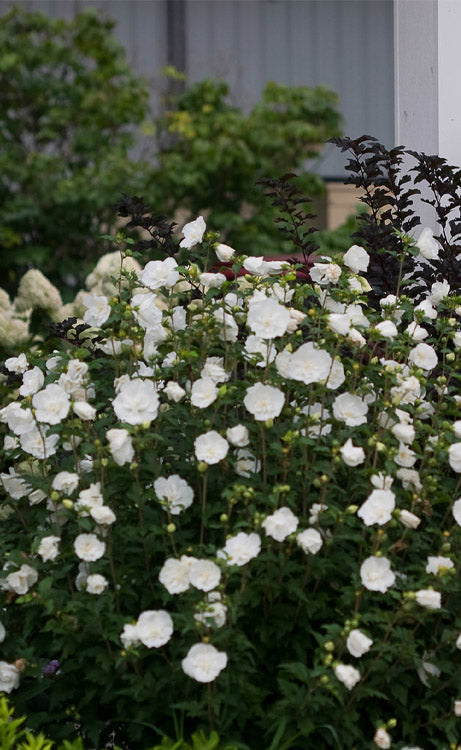  White Chiffon Rose Of Sharon (Hibiscus Syriacus) - 2 Gallon Pot