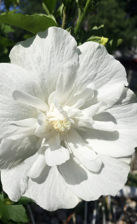  White Chiffon Rose Of Sharon (Hibiscus Syriacus) - 2 Gallon Pot