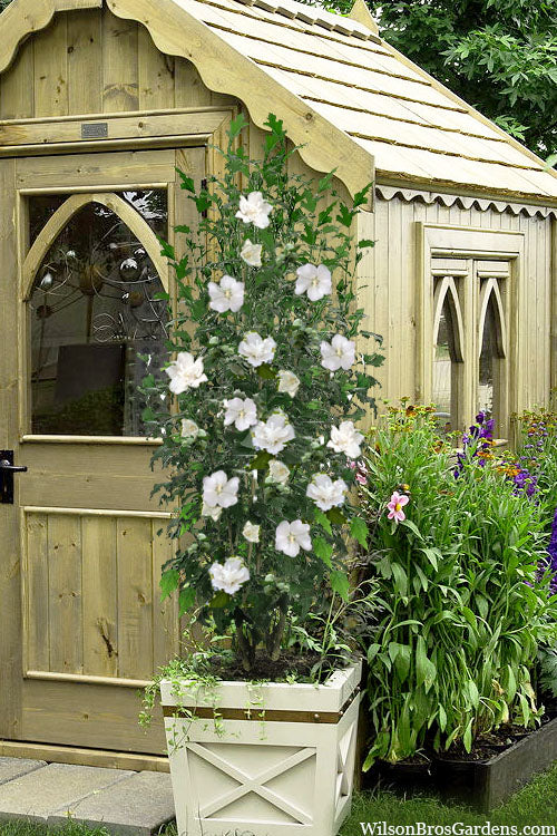  White Pillar Rose Of Sharon - 2 Gallon Pot