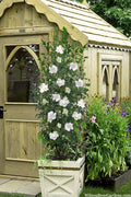  White Pillar Rose Of Sharon - 5 Gallon Pot