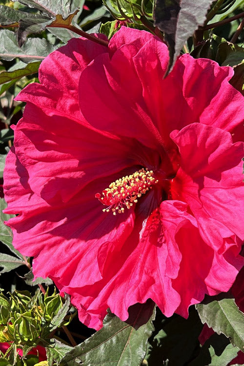  Watermelon Ruffles Hardy Hibiscus (Rose Mallow) - 2 Gallon Pot