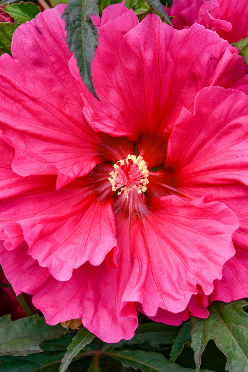  Watermelon Ruffles Hardy Hibiscus (Rose Mallow) - 2 Gallon Pot