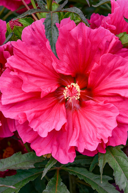  Watermelon Ruffles Hardy Hibiscus (Rose Mallow) - 2 Gallon Pot