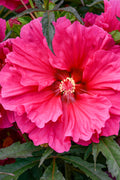  Watermelon Ruffles Hardy Hibiscus (Rose Mallow) - 2 Gallon Pot