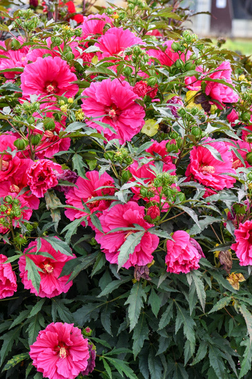  Watermelon Ruffles Hardy Hibiscus (Rose Mallow) - 2 Gallon Pot