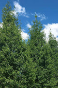  Savannah Holly - 7 Gallon Pot (4-5')