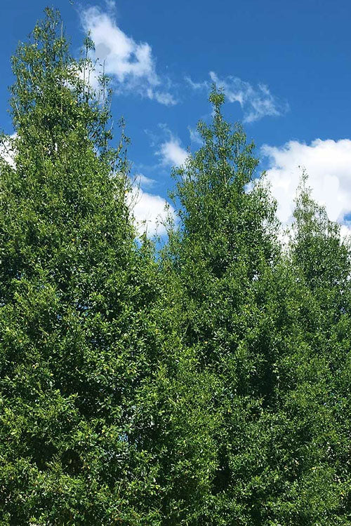  Savannah Holly - 7 Gallon Pot (4-5')