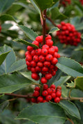  Wirt L. Winn Holly (Ilex X Koehneana) - 3 Gallon Pot