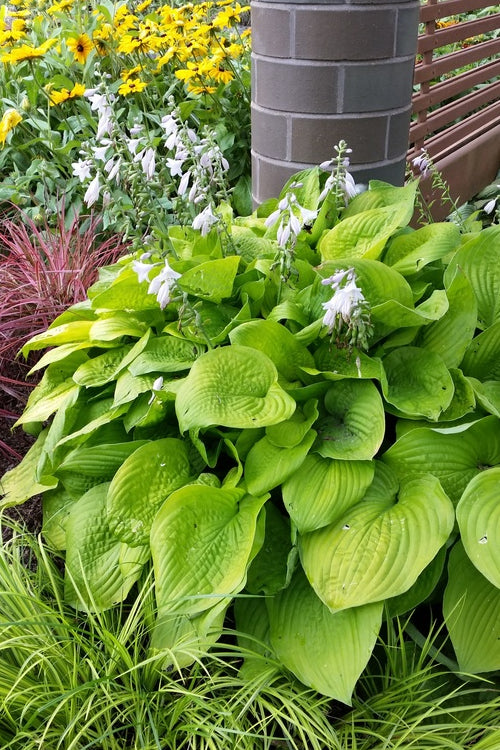  August Moon Hosta Lily - 1 Gallon Pot