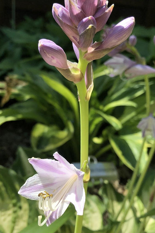  Lakeside Paisley Print Hosta Lily - 1 Gallon Pot