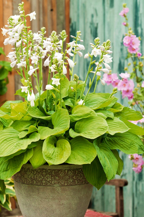  August Moon Hosta Lily - 1 Gallon Pot