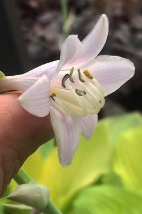  August Moon Hosta Lily - 1 Gallon Pot