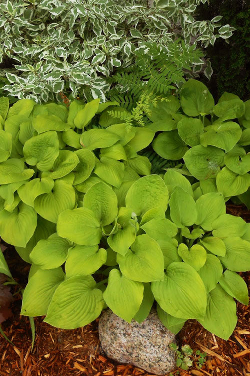  August Moon Hosta Lily - 1 Gallon Pot