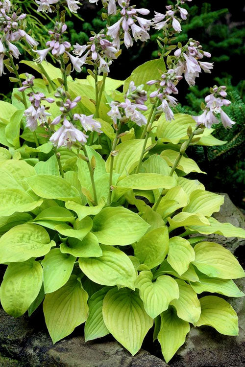  August Moon Hosta Lily - 1 Gallon Pot