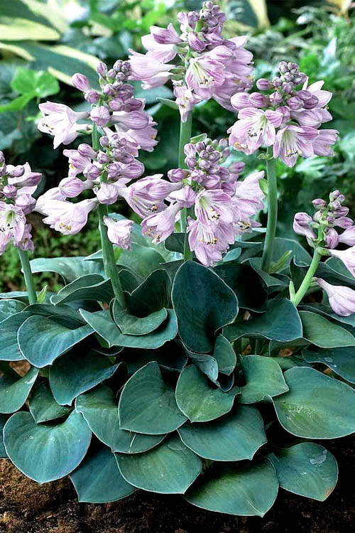  Blue Mouse Ears Hosta Lily - 5 Pack Of Quart Pots