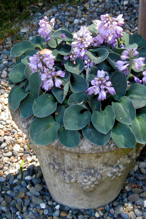  Blue Mouse Ears Hosta Lily - 5 Pack Of Quart Pots
