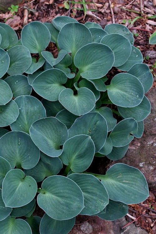  Blue Mouse Ears Hosta Lily - 5 Pack Of Quart Pots