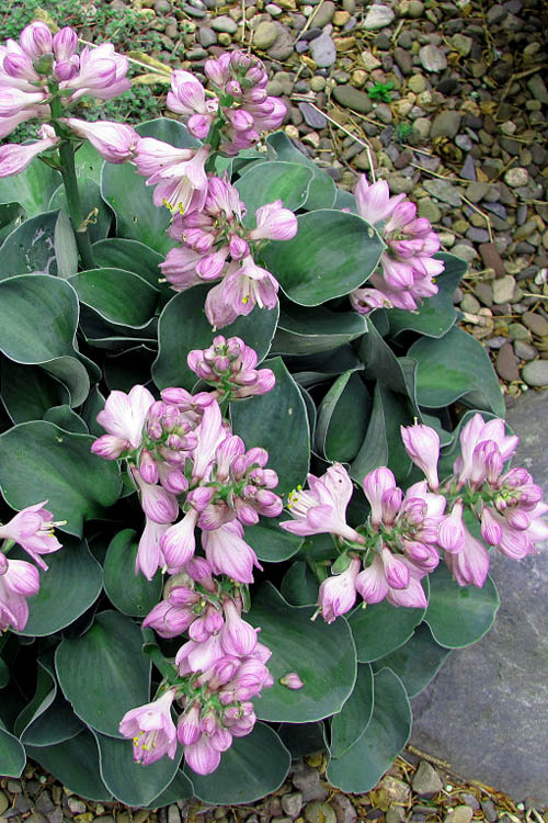  Blue Mouse Ears Hosta Lily - 5 Pack Of Quart Pots