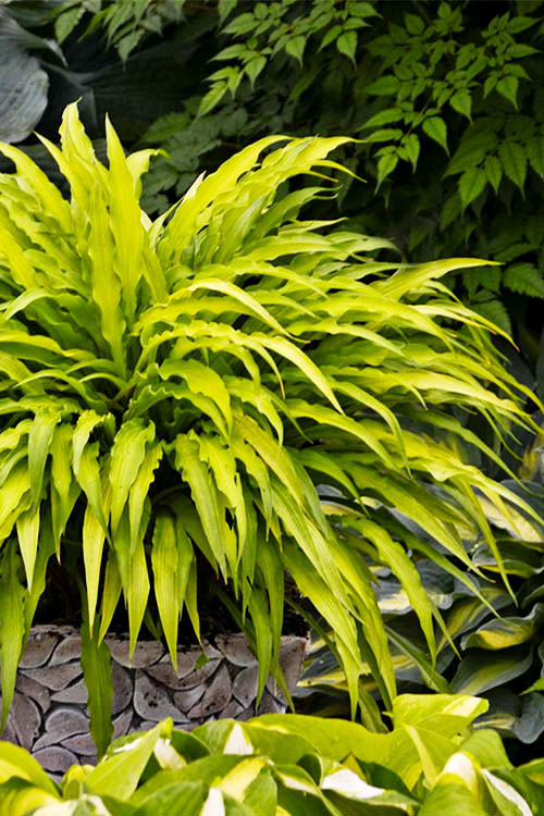  Curly Fries Hosta Lily - 1 Gallon Pot
