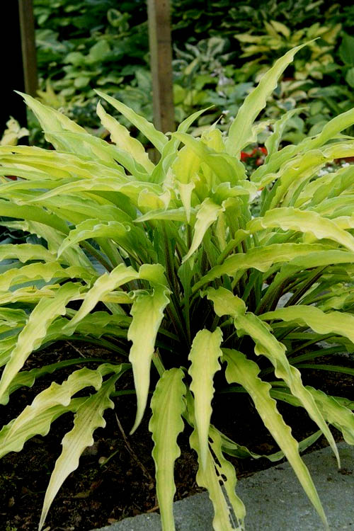  Curly Fries Hosta Lily - 5 Pack Of Quart Pots
