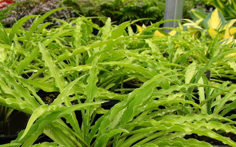  Curly Fries Hosta Lily - 5 Pack Of Quart Pots