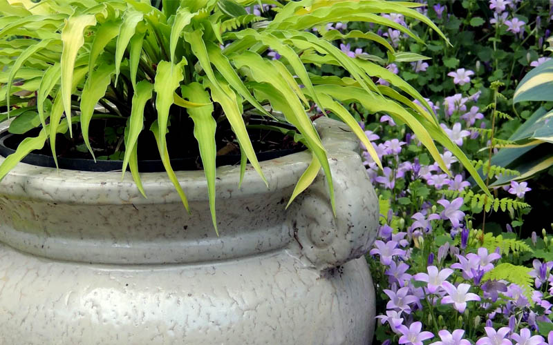  Curly Fries Hosta Lily - 5 Pack Of Quart Pots
