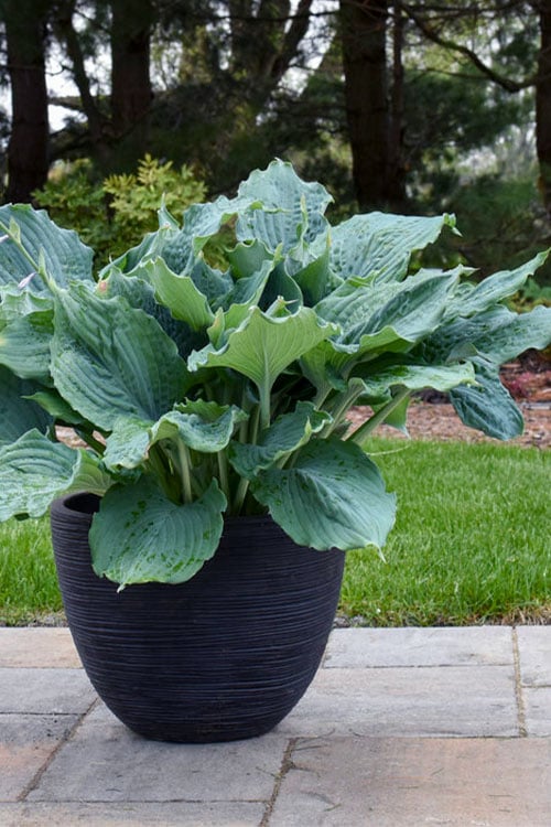  Diamond Lake Hosta Lily - 1 Gallon Pot