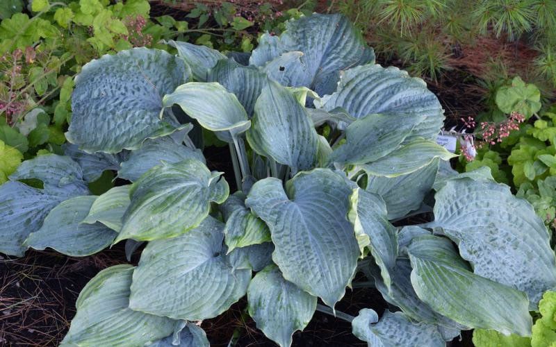  Diamond Lake Hosta Lily - 1 Gallon Pot
