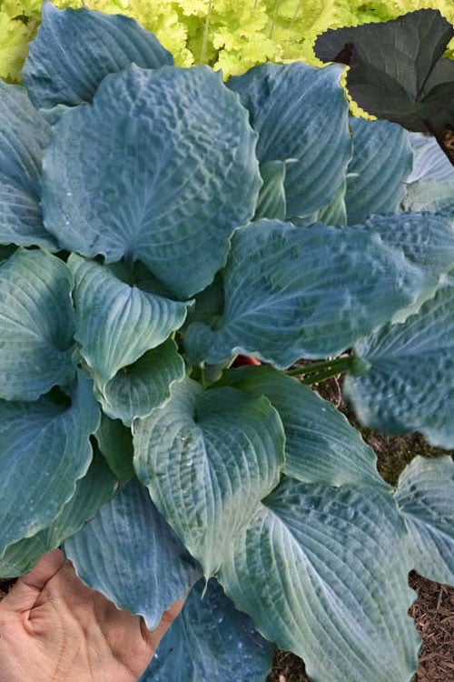  Diamond Lake Hosta Lily - 1 Gallon Pot