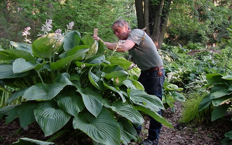  Empress Wu Giant Hosta Lily - 1 Gallon Pot