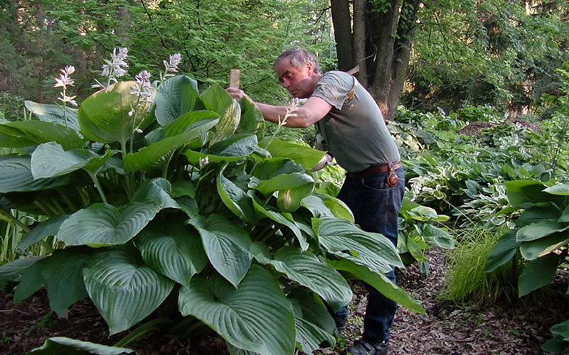  Empress Wu Giant Hosta Lily - 2.5 Quart Pot