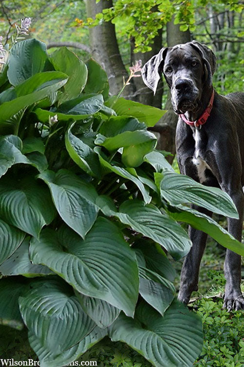  Empress Wu Giant Hosta Lily - 2.5 Quart Pot
