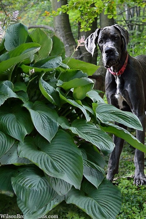  Empress Wu Giant Hosta Lily - 2 Gallon Pot