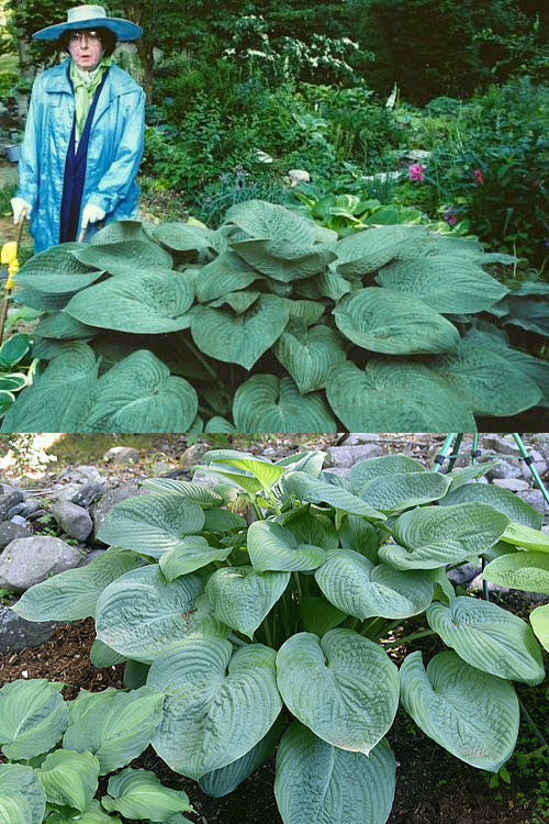  Humpback Whale Giant Hosta Lily - 2 Gallon Pot
