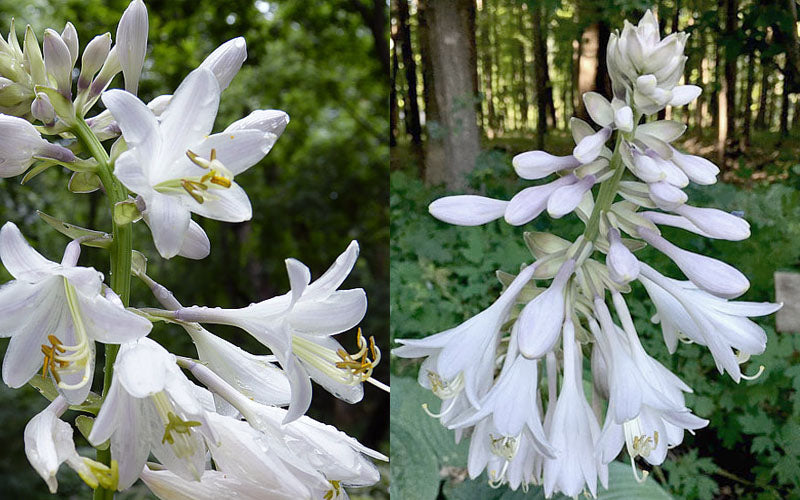  Humpback Whale Giant Hosta Lily - 2 Gallon Pot