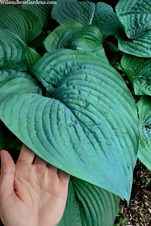  Humpback Whale Giant Hosta Lily - 2 Gallon Pot